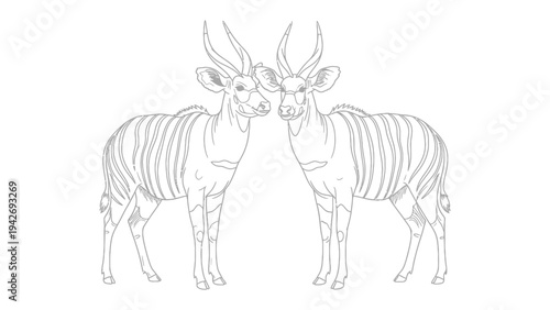 Nyala Duo: Two majestic nyalas stand proudly side by side, their spiraled horns and striped coats adding a touch of untamed elegance, symbolizing the beauty of wildlife and the harmony of nature.