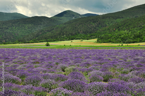 Aromatic Lavender Field Mountain,Kazanlak, Bulgaria
