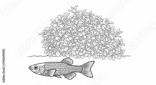 A fish swims below a dense cluster of lush green aquatic plants