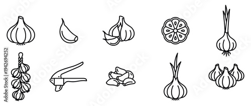 Garlic line icons set of fresh cloves and bulbs for food and cooking vector illustration