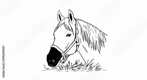 A sketch of a horse's head wearing a halter, grazing