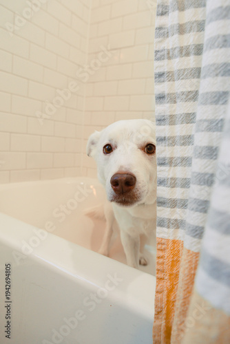 Dog stands in bathtub looking through shower curtain at home in the afternoon