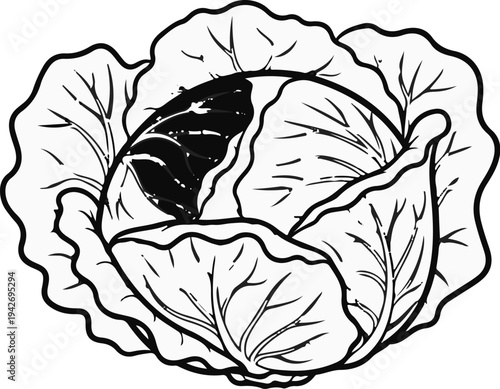 A simple black and white line drawing of a leafy green cabbage head