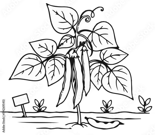 A black and white drawing of a pea plant with pods and leaves