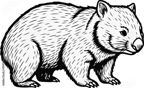 A simple, black and white line drawing of a wombat standing on all four legs