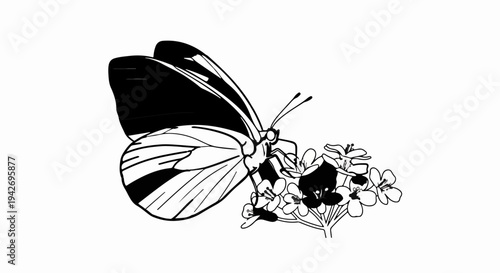 A black and white illustration of a butterfly perched on a cluster of small flowers