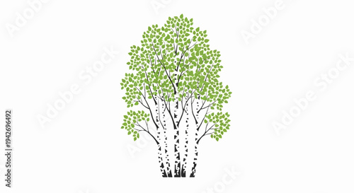 A cluster of birch trees with vibrant green leaves against a white background