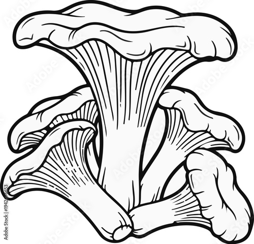 A cluster of intricate black and white drawings of chanterelle mushrooms