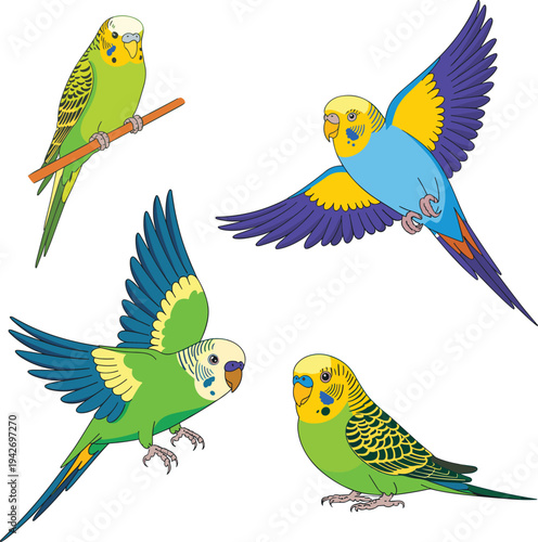 Colorful budgerigar parrot collection flying and sitting on branch, tropical pet bird vector illustration isolated for wildlife, nature, and exotic animal design