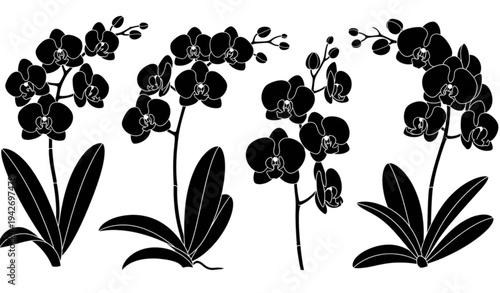 A set of black orchid flowers and leaves in a minimalist vector illustration