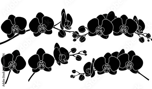 A minimalist black and white illustration of orchid flowers and stems