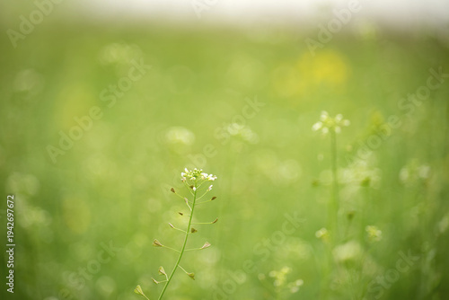 Delicate white wildflowers bloom in a soft green meadow with bokeh background