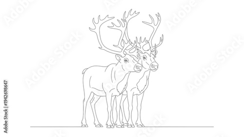 Two Reindeer, Antlers, Line Art: A striking minimalist line art illustration depicts two majestic reindeer with impressive antlers, standing side-by-side against a clean white background.