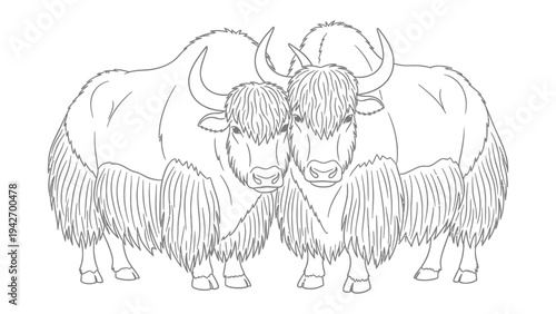 Pair of Yaks Illustration: A artistic design with two majestic yaks side by side, showcasing their shaggy fur and curved horns in a monochrome outline.
