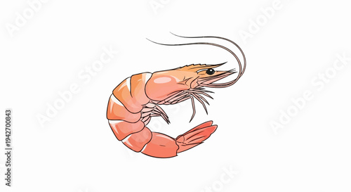 A pink-orange shrimp with white bands on its segmented body curves