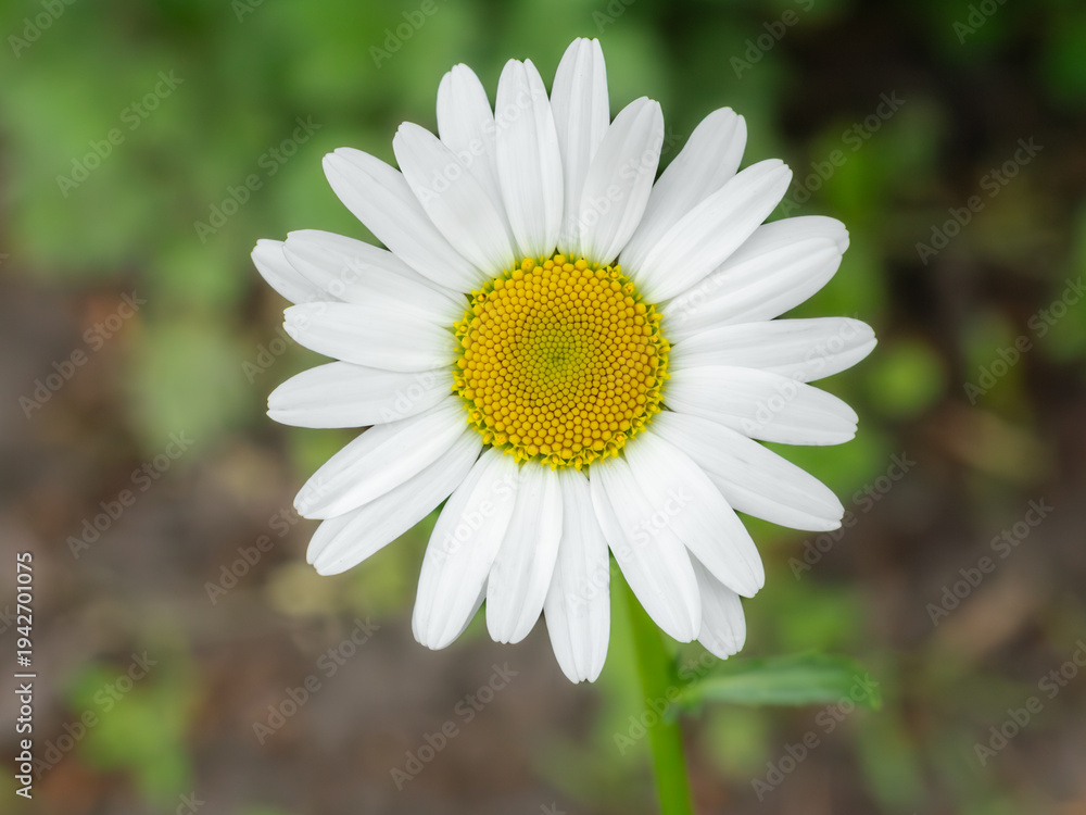 Fototapeta premium Bud of chamomile flower with the blurred background