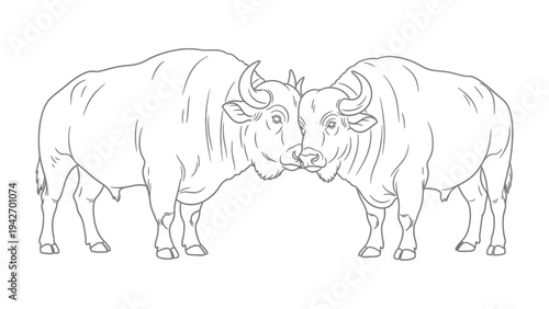 Mutual Embrace: Two powerful bulls share a moment of connection, their horns gently touching as they stand face to face, showcasing strength and bonding.