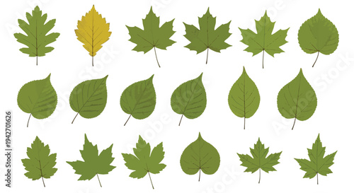 A collection of various green and one yellow vector leaves