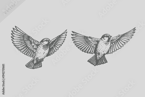 Vintage engraving isolated Sparrow bird illustration. Retro flying Sparrow bird vector.