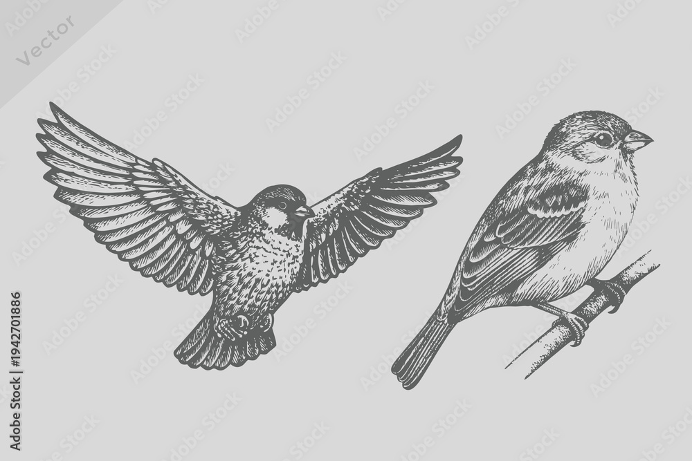 Fototapeta premium ink sketch Sparrow bird Vintage isolated illustration. Engraving style Sparrow bird vector for creative design. Eps 10
