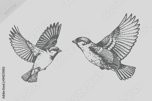 Vintage engraving isolated Sparrow bird illustration. Retro flying Sparrow bird vector.