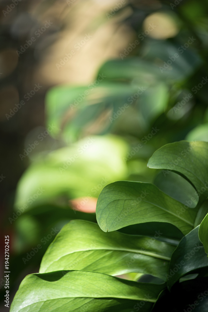 Obraz premium Close-up of lush green monstera leaves with soft sunlight filtering through the foliage