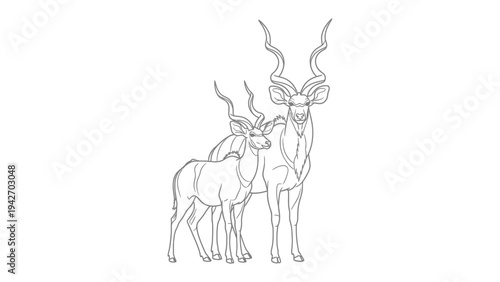 Elegant Kudu Family Portrait: A graceful monochrome illustration presents a majestic kudu pair, their spiraling horns a testament to their strength and the beauty of the wild.