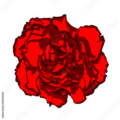 Clove flower with red petals and vinous edging isolated on transparent background. Vector PNG