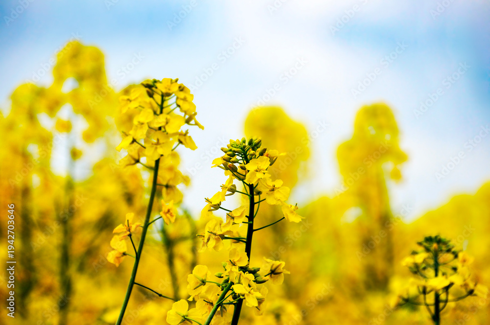 Obraz premium rapeseed field in spring