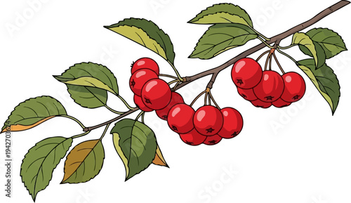 A cluster of red berries and green leaves on a tree branch