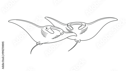 Manta Rays in Tandem: Two majestic manta rays gracefully glide in unison, their elegant forms outlined against a clean backdrop, capturing the harmony of the underwater realm.