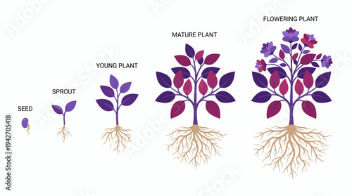 Infographic illustration showing stages of plant life cycle from seed to flowering plant with roots on white background, concept for biology education, botanical research and growth visualization