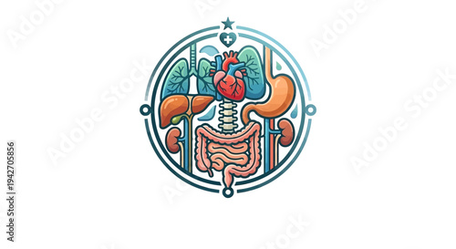Detailed Human Internal Organ Systems Diagram