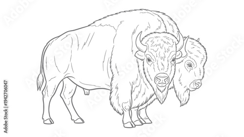 Majestic Bison Illustration: A detailed black and white illustration of a robust bison, its powerful form captured with intricate line work.