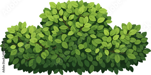 Lush green foliage on branches, creating a dense, rounded shrubbery shape