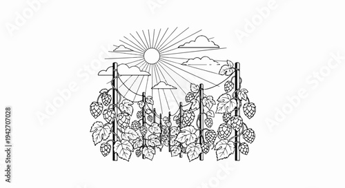 Sun shining on hop vines growing upwards on poles under a cloudy sky