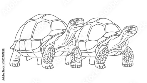 Two Turtles illustration: Artistic depiction of two turtles walking side by side, showcasing their intricate shell patterns and ancient, slow-moving demeanor.