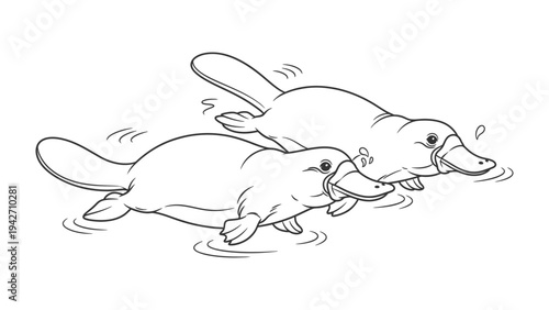 Two Platypus Swimming: A playful illustration of two platypus swimming in water, their distinctive features and webbed feet clearly depicted.