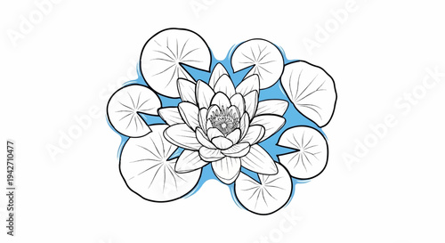 Delicate sketch of a blooming water lily surrounded by lily pads on blue water