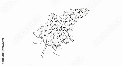 Delicate ink sketch of a blooming lilac branch with clusters of small flowers and leaves