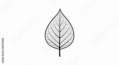 A black and white line drawing of a leaf with intricate veining