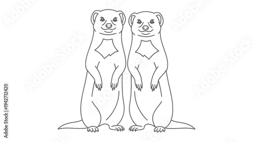 Meerkat Duo: Two alert meerkats stand side-by-side, their watchful eyes and upright posture showcasing their natural vigilance and cooperative spirit.