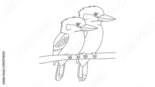 Kookaburras Outline: A delicate line drawing captures the charming kookaburras, known for their distinctive laughter, perched serenely on a branch, their elegant forms and endearing traits.