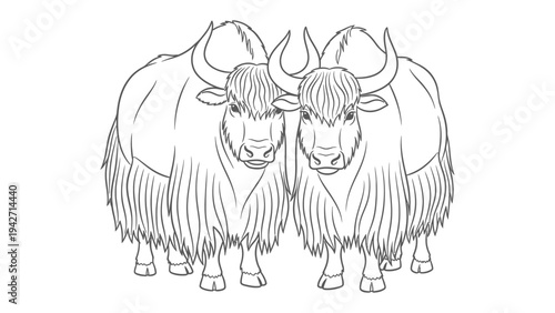 Two Yaks in Outline: A stylized illustration of two yaks standing side by side, depicted in a clean, bold line art style. The yaks are shown with their characteristic long.
