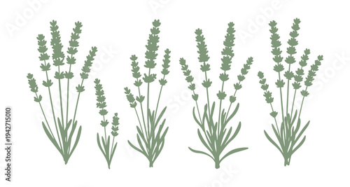 Vector illustration set of purple lavender plants.