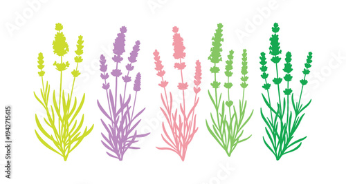 Set of blooming lavender flowers in colorful vector style.