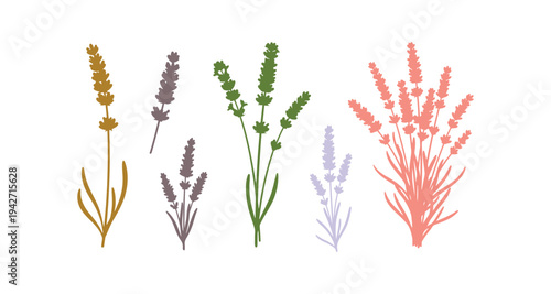 Lavender plant collection in simple vector illustration.