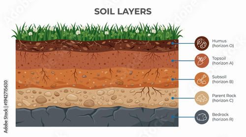 Educational infographic of soil layers showing cross section of earth horizons from grass to bedrock, concept for science education, environmental geology and agricultural research