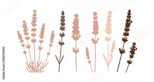 Vector set of vibrant lavender flowers and plant elements.