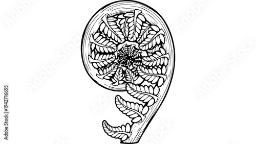 Black and white nautilus shell spiral illustration with intricate hand drawn line art and mandala pattern, isolated on white background vector
